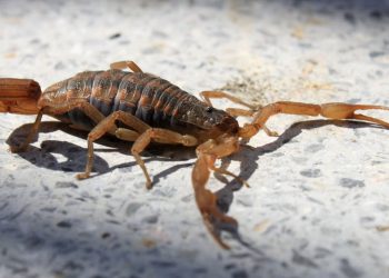 Recomendaciones alacrán