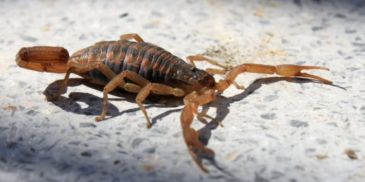 Recomendaciones alacrán