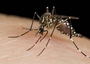 Confirman los primeros cuatro casos de dengue