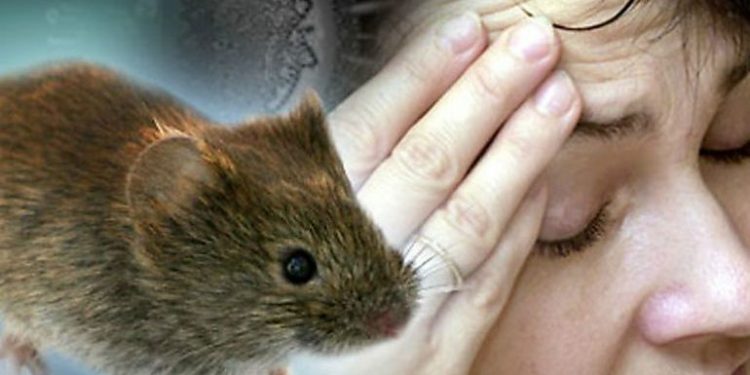 hantavirus