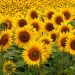 Siembra de girasol