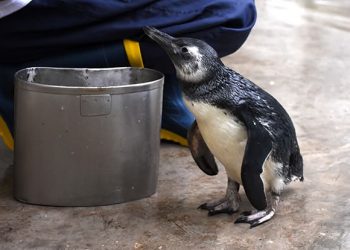 Rescataron un pingüino en Santa Rosa de Calamuchita