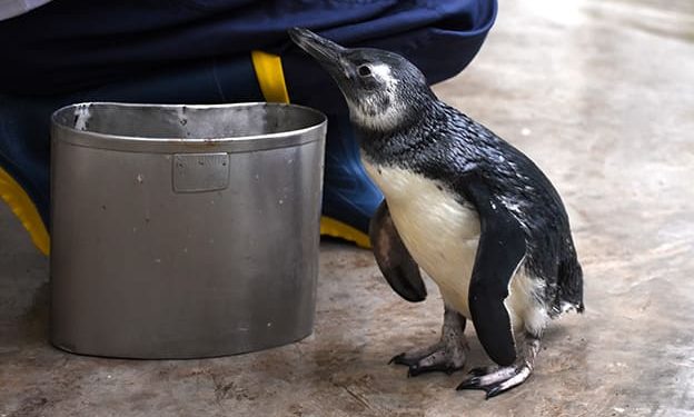 Rescataron un pingüino en Santa Rosa de Calamuchita