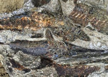 Fósiles de peces articulados descubiertos en Dakota del Norte