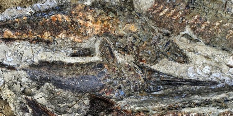 Fósiles de peces articulados descubiertos en Dakota del Norte