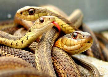 Mordeduras de serpientes