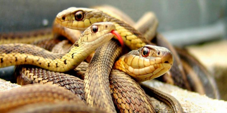 Mordeduras de serpientes