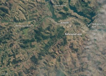 Bosque Lélia Deluiz Wanick