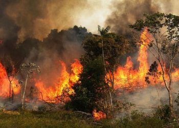 Incendios en el Amazonas