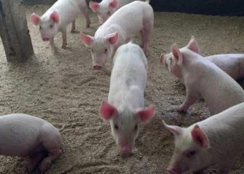 cerdos triquinosis