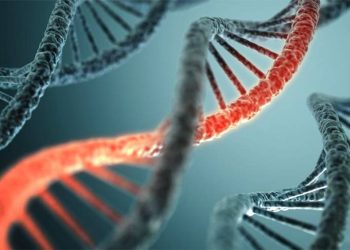 gen llamado “Mucina 6”