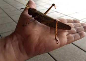 Langosta gigante Tucura Quebrachera