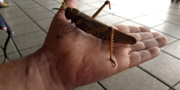 Langosta gigante Tucura Quebrachera